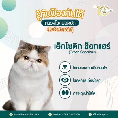 Exotic Shorthair